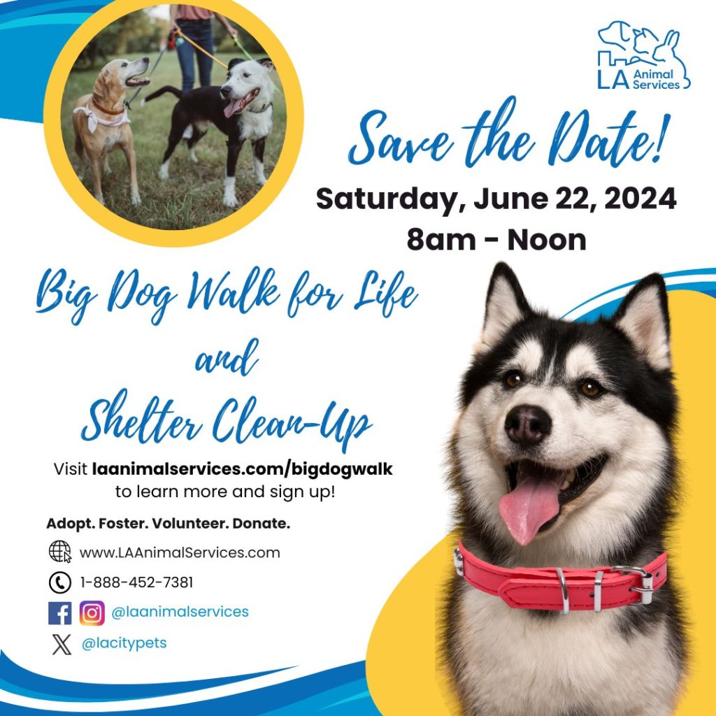 big dog walk